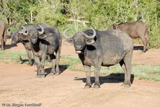 Afrikanischer Büffel (31 von 102).jpg